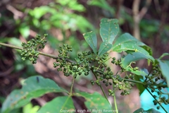 Melicope pteleifolia