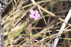 Byblis filifolia