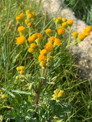 Tephroseris palustris