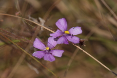 Byblis filifolia