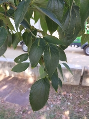 Celtis australis