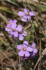 Byblis filifolia