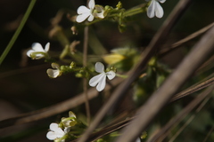 Stylidium pindanicum