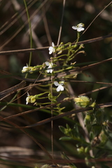Stylidium pindanicum