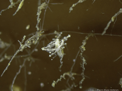 Eubranchus scintillans