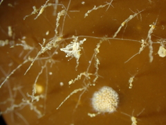 Eubranchus scintillans
