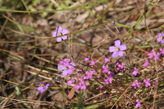 Byblis filifolia