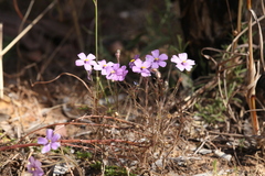 Byblis filifolia