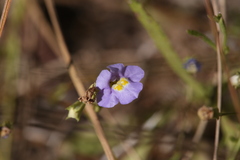Uvedalia linearis