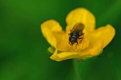 Cheilosia albitarsis