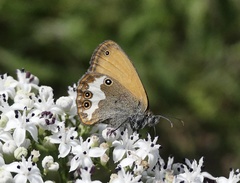 Coenonympha arcania