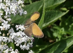 Coenonympha arcania