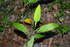 Tadehagi triquetrum