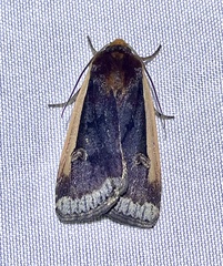 Ochropleura
