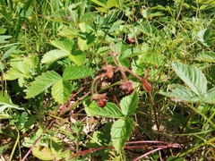 Fragaria orientalis