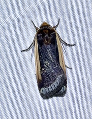 Ochropleura