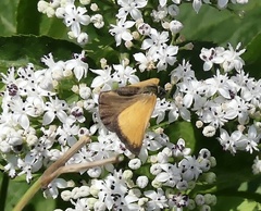 Coenonympha arcania