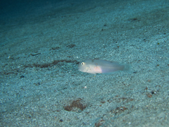 Iniistius pentadactylus