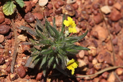 Goodenia sepalosa