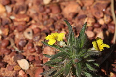 Goodenia sepalosa
