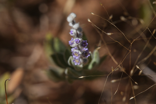 Image of Newcastelia cladotricha by (c) Hugo Innes, some rights reserved (CC BY)