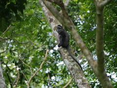 Cercopithecus mitis stuhlmanni