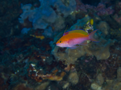 Nemanthias bicolor