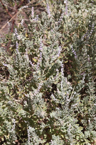 Image of Newcastelia cladotricha by (c) Hugo Innes, some rights reserved (CC BY)
