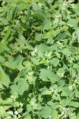 Chenopodium album