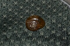 Aegopinella nitidula