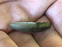 Chalcolepidius porcatus