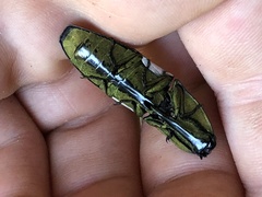 Chalcolepidius porcatus