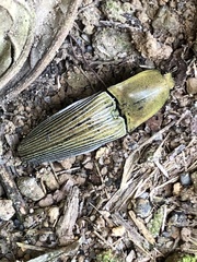 Chalcolepidius porcatus