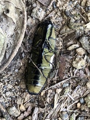 Chalcolepidius porcatus