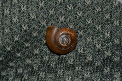 Aegopinella nitidula