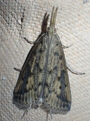 Schoenobius gigantella