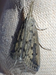 Schoenobius gigantella