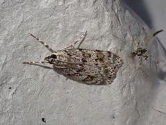 Scoparia pyralella