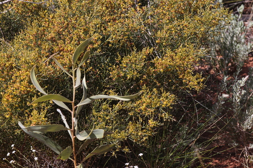 Image of Jacksonia Aculeata (Jacksonia aculeata) by (c) Hugo Innes, some rights reserved (CC BY)
