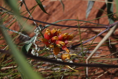 Grevillea refracta
