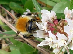 Bombus muscorum