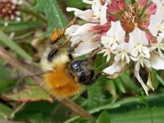 Bombus muscorum