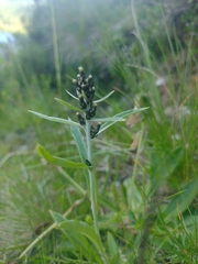 Omalotheca norvegica