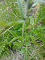 Omalotheca norvegica