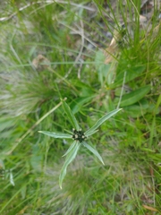 Omalotheca norvegica