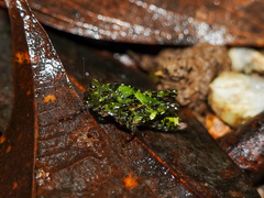 Amphinotus amamiensis