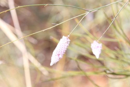 Image of Ptilotus calostachyus by (c) Hugo Innes, some rights reserved (CC BY)