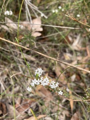 Leucopogon microphyllus