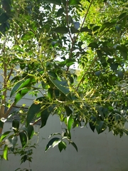 Ligustrum lucidum