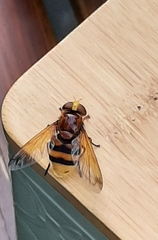Volucella zonaria